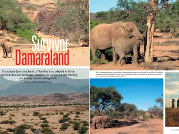 Namibia's desert elephants