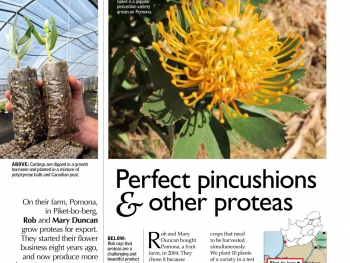 Perfect pincushions & other proteas