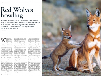 Red Wolves Howling