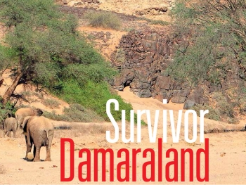 Survivor Damaraland