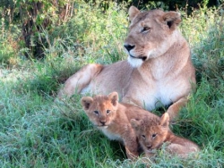 Lioness and cubs