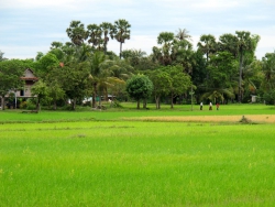 Rice paddies