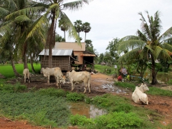 Rural homes