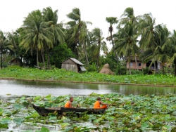 Monks collecting lotus