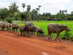 Water buffalo